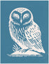 Little Owl, Various Sizes + Digital Download