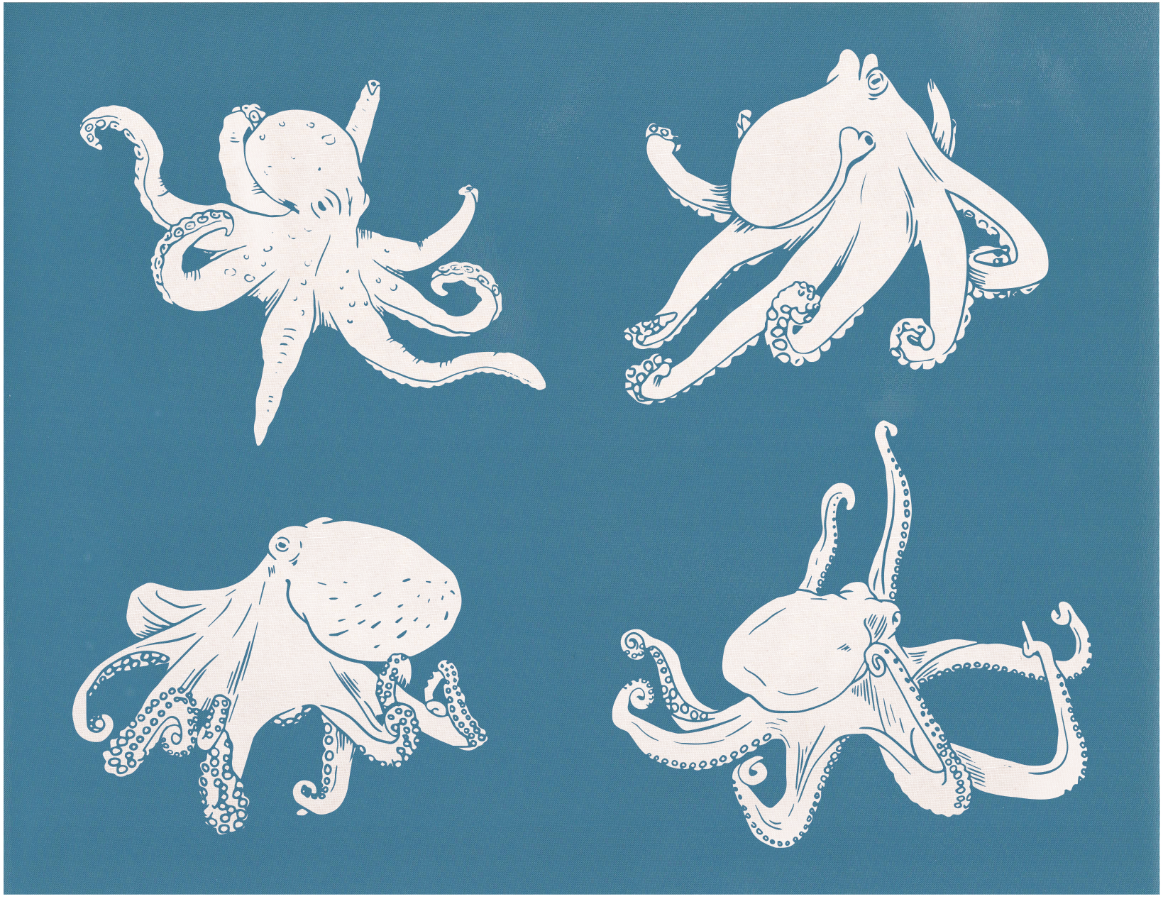 Realistic Octopus Pack, 8.5"x11"